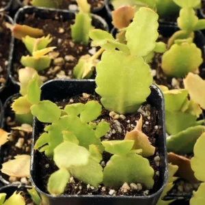 Orange Thanksgiving Cactus Live Plant – 7 Inch Tall – 2 Inch Pot – Holiday Blooming Houseplant - Image 4