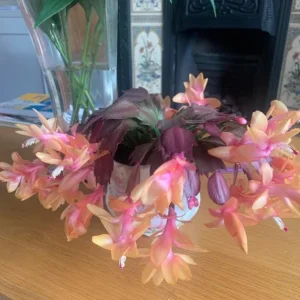 Orange Thanksgiving Cactus Live Plant – 7 Inch Tall – 2 Inch Pot – Holiday Blooming Houseplant - Image 5