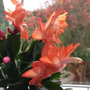 Orange Thanksgiving Cactus Live Plant – 8 Inch Tall, 6 Inch Pot – Holiday Blooming Houseplant - Image 2