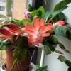 Orange Thanksgiving Cactus Live Plant – 8 Inch Tall, 6 Inch Pot – Holiday Blooming Houseplant - Image 1