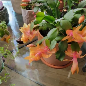 Orange Thanksgiving Cactus Live Plant – 8 Inch Tall, 6 Inch Pot – Holiday Blooming Houseplant - Image 3