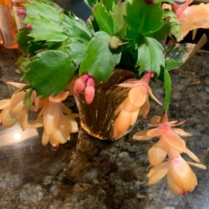 Orange Thanksgiving Cactus Live Plant – 8 Inch Tall, 6 Inch Pot – Holiday Blooming Houseplant - Image 4