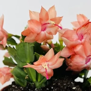 Orange Thanksgiving Cactus Live Plant – Zygocactus – 4 inch Pot – Indoor - Image 3