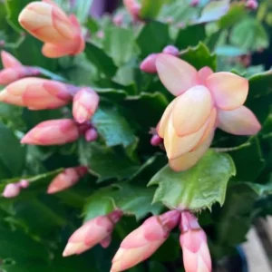 Orange Thanksgiving Cactus Live Plant – Zygocactus – 4 inch Pot – Indoor - Image 5