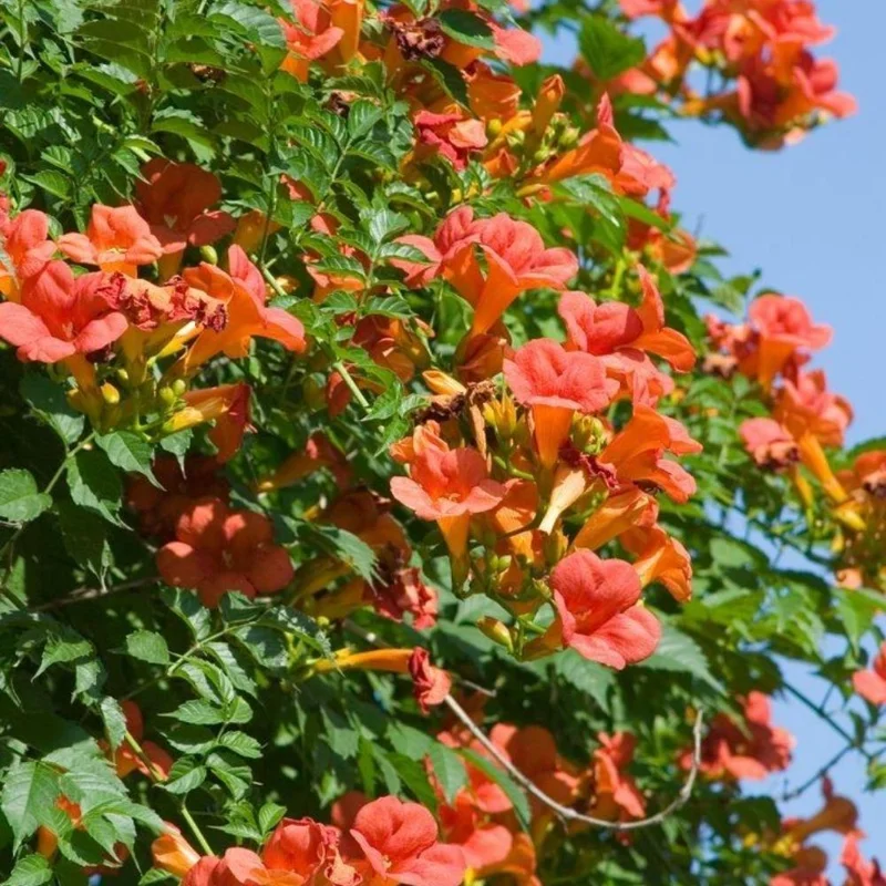 Orange Trumpet Plant 5-7 Inch Live Plant - Hardy Flowering Vine Outdoor - Image 2