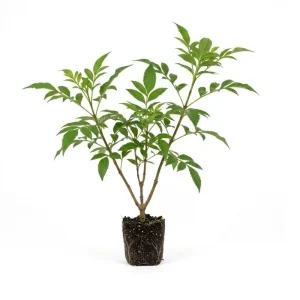 Orange Trumpet Plant 5-7 Inch Live Plant - Hardy Flowering Vine Outdoor - Image 3