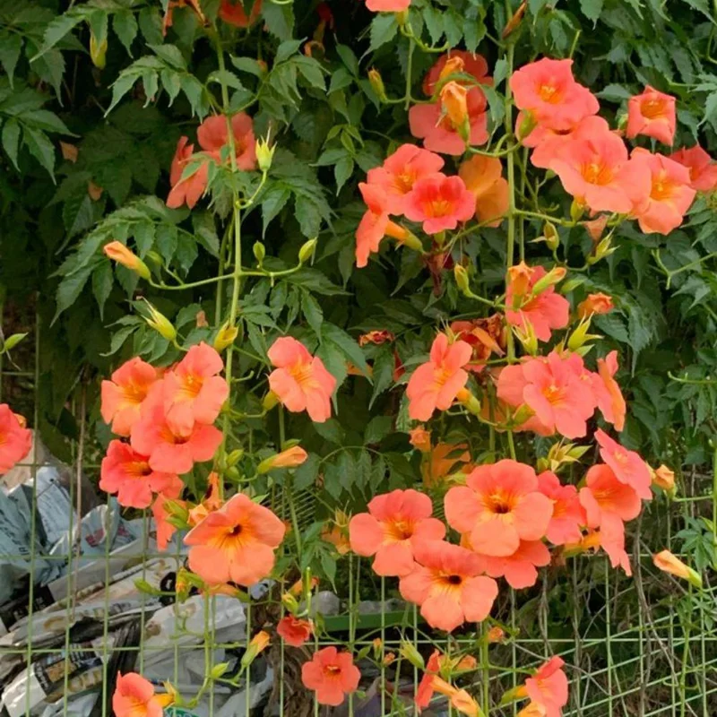 Orange Trumpet Plant 5-7 Inch Live Plant - Hardy Flowering Vine Outdoor - Image 4