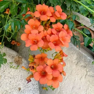 Orange Trumpet Plant 5-7 Inch Live Plant - Hardy Flowering Vine Outdoor - Image 5