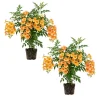 Orange Trumpet Plant 5-7 Inch Live Plant - Hardy Flowering Vine Outdoor - Image 1
