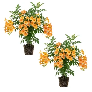 Orange Trumpet Plant 5-7 Inch Live Plant - Hardy Flowering Vine Outdoor - Image 1