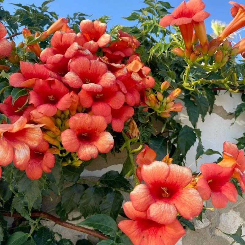Orange Trumpet Plant 5-7 Inch Live Plant - Hardy Flowering Vine Outdoor - Image 6