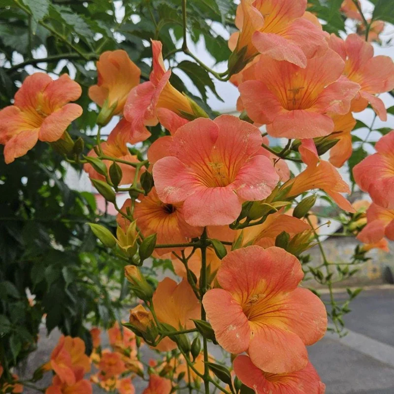 Orange Trumpet Plant 5-7 Inch Live Plant - Hardy Flowering Vine Outdoor - Image 7