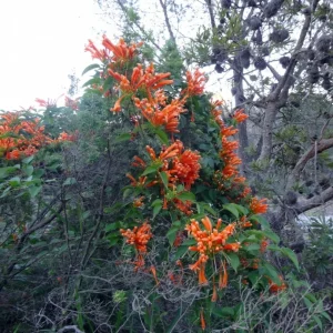 Orange Trumpet Vine Cuttings - Set of 12 Live Plants, 6-10 Inches Tall for Outdoor Gardens - Image 2