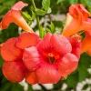 Orange Trumpet Vine Cuttings - Set of 12 Live Plants, 6-10 Inches Tall for Outdoor Gardens - Image 1