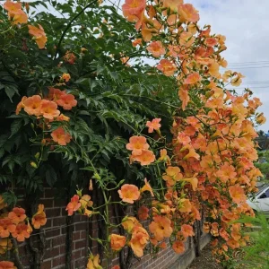 Orange Trumpet Vine Live Plant, 3 Pack, 5-7 Inch, Hardy Flowering Vine - Image 2