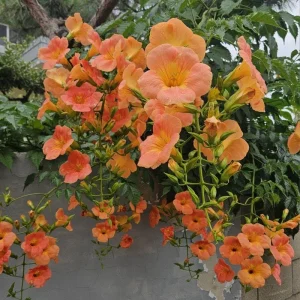 Orange Trumpet Vine Live Plant, 3 Pack, 5-7 Inch, Hardy Flowering Vine - Image 4