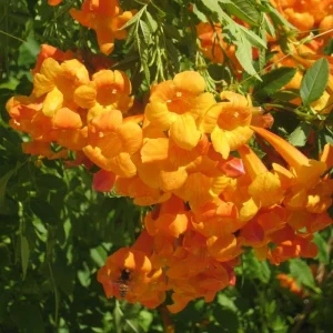 Orange Trumpet Vine Live Plant, 3 Pack, 5-7 Inch, Hardy Flowering Vine - Image 5