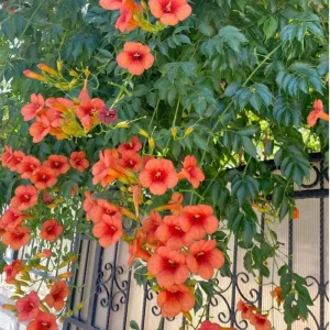 Orange Trumpet Vine Live Plant, 3 Pack, 5-7 Inch, Hardy Flowering Vine - Image 6