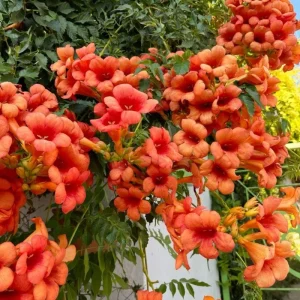 Orange Trumpet Vine Live Plant, 3 Pack, 5-7 Inch, Hardy Flowering Vine - Image 7