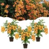 Orange Trumpet Vine Live Plant, 3 Pack, 5-7 Inch, Hardy Flowering Vine - Image 1