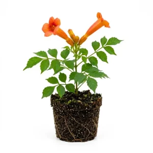Orange Trumpet Vine Live Plants - 2-Pack, 4-6 Inch Tall, Hummingbird Garden - Image 1