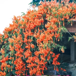 Orange Trumpet Vine Live Plants - 2-Pack, 4-6 Inch Tall, Hummingbird Garden - Image 3