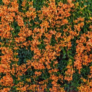 Orange Trumpet Vine Live Plants - 2-Pack, 4-6 Inch Tall, Hummingbird Garden - Image 4