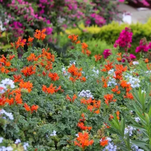 Orange Trumpet Vine Live Plants - 2-Pack, 4-6 Inch Tall, Hummingbird Garden - Image 5