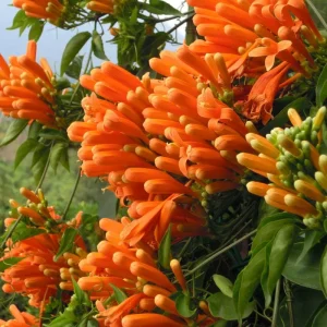 Orange Trumpet Vine Live Plants - 2-Pack, 4-6 Inch Tall, Hummingbird Garden - Image 6