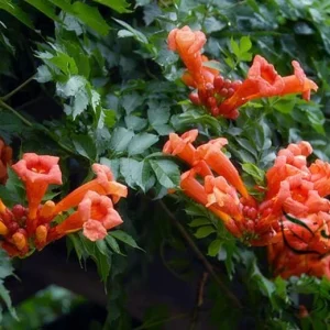 Orange Trumpet Vine Seeds - 100+ Campsis Radicans Seeds for Hummingbirds - Image 2