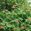 Orange Trumpet Vine Seeds - 100+ Campsis Radicans Seeds for Hummingbirds - Image 1