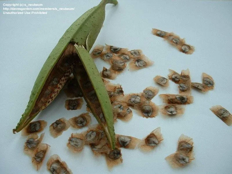 Orange Trumpet Vine Seeds - Campsis radicans - 100+ Perennial Seeds for Hummingbirds - Image 3