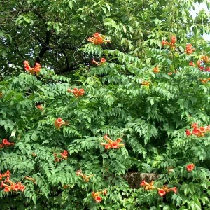 Orange Trumpet Vine Seeds - Campsis radicans - 100+ Perennial Seeds for Hummingbirds - Image 1