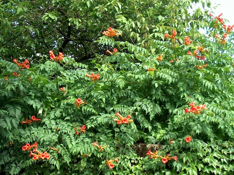 Orange Trumpet Vine Seeds - Campsis radicans - 100+ Perennial Seeds for Hummingbirds - Image 1