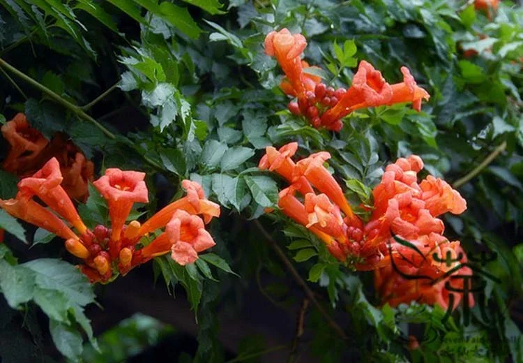 Orange Trumpet Vine Seeds - Campsis radicans - 100+ Seeds - Outdoor Perennial - Image 2