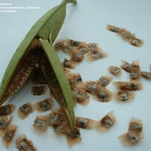 Orange Trumpet Vine Seeds - Campsis radicans - 100+ Seeds - Outdoor Perennial - Image 3