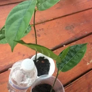 Organic Jackfruit Live Plant Seedling - Artocarpus Heterophyllus 6-12 inches - Image 2