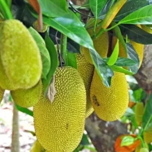 Organic Jackfruit Live Plant Seedling - Artocarpus Heterophyllus 6-12 inches - Image 3