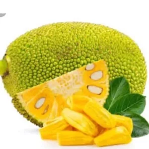 Organic Jackfruit Live Plant Seedling - Artocarpus Heterophyllus 6-12 inches - Image 4