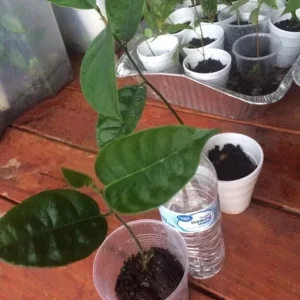 Organic Jackfruit Live Plant Seedling - Artocarpus Heterophyllus 6-12 inches - Image 5