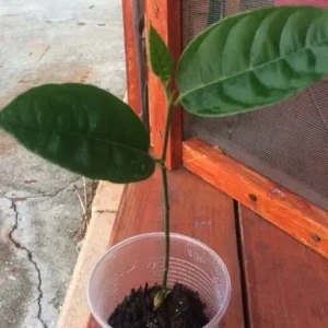 Organic Jackfruit Live Plant Seedling - Artocarpus Heterophyllus 6-12 inches - Image 6