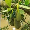 Organic Jackfruit Live Plant Seedling - Artocarpus Heterophyllus 6-12 inches - Image 1
