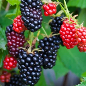 Osage Blackberry Live Plant - Sweet Thornless Berry Bush - 2 Pack - 4-8 Inch Tall - Image 2