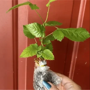 Osage Blackberry Live Plant - Sweet Thornless Berry Bush - 2 Pack - 4-8 Inch Tall - Image 5