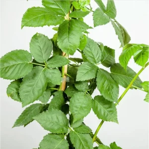 Osage Blackberry Live Plant - Sweet Thornless Berry Bush - 2 Pack - 4-8 Inch Tall - Image 6