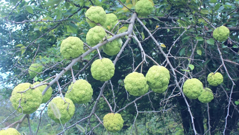 Osage Orange Tree (Maclura pomifera) Hedge Live Plant 16-24 Inches Tall Outdoor - Image 2