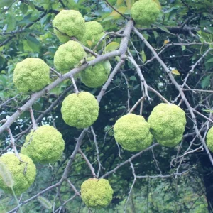 Osage Orange Tree (Maclura pomifera) Hedge Live Plant 16-24 Inches Outdoor - Image 2