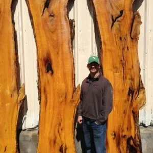 Osage Orange Tree (Maclura pomifera) Hedge Live Plant 16-24 Inches Outdoor - Image 3