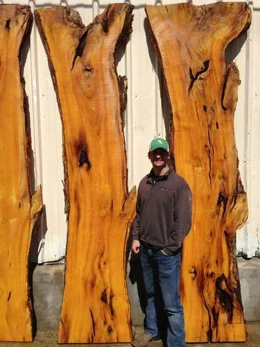 Osage Orange Tree (Maclura pomifera) Hedge Live Plant 16-24 Inches Tall Outdoor - Image 3