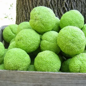 Osage Orange Tree (Maclura pomifera) Hedge Live Plant 16-24 Inches Tall Outdoor - Image 4